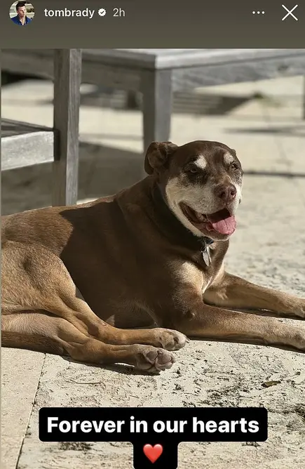 بریدی در سال ۲۰۲۳ با سگ خانوادگی لوآ خداحافظی کرد. حالا حداقل دو سگ دارند