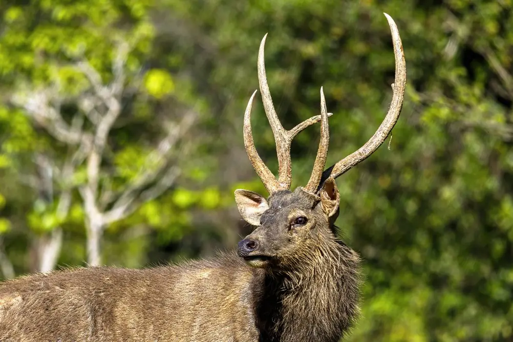 گونه‌های طعمه، مانند گوزن سامبار، نیز وقتی ببرها حفاظت می‌شوند، شکوفا می‌شوند. به طور متوسط، یک ببر حدود ۵۰ سم‌دار (حیواناتی مانند گاو و گوزن با سم) در سال مصرف می‌کند، بنابراین برای حفظ جمعیت سالم و پایدار گوزن‌ها، حدود ۵۰۰ گوزن به ازای هر ببر بزرگ لازم است. شکار غیرقانونی و تله‌ها باعث کاهش تعداد گوزن‌های سامبار در تایلند در دهه‌های اخیر شده، بنابراین بین ۲۰۲۱ و ۲۰۲۴، دولت تایلند و WWF-تایلند ۱۱۴ گوزن سامبار پرورشی را در پیچ جنگلی غربی رها کردند تا تعداد طعمه‌ها را افزایش دهند.